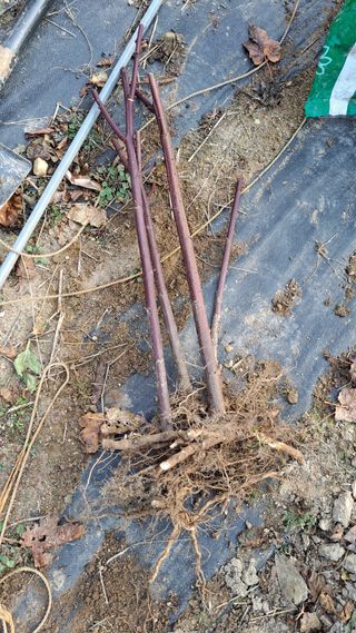 주윤발이님의 딸기 · 영농일지 작성글 사진