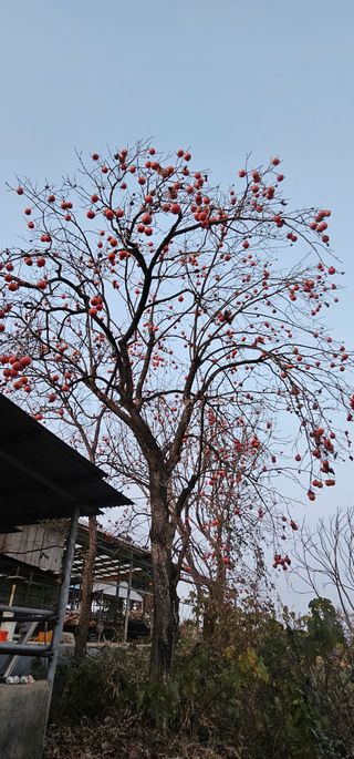 설장구님의 감 · 영농일지 작성글 사진