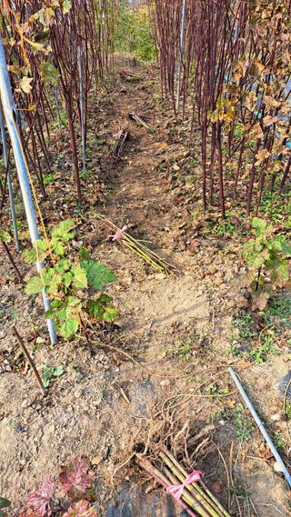 주윤발이님의 딸기 · 영농일지 작성글 사진