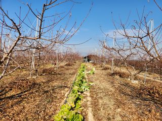 꿀복이농장님의 배추 · 영농일지 작성글 사진