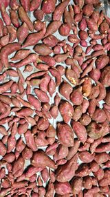 팜모닝 기타작물·영농일지 게시글 이미지