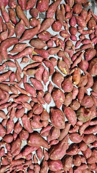 정미옥님의 기타작물 · 영농일지 작성글 사진