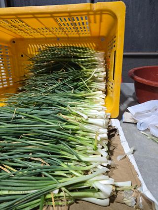 낙엽교목류22209님의 파 · 영농일지 작성글 사진