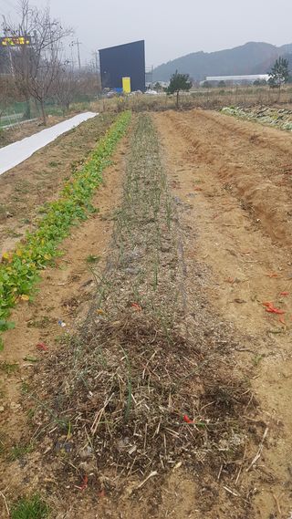 최춘득 청대산 님의 양파 · 영농일지 작성글 사진