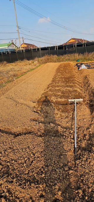 설장구님의 마늘 · 영농일지 작성글 사진