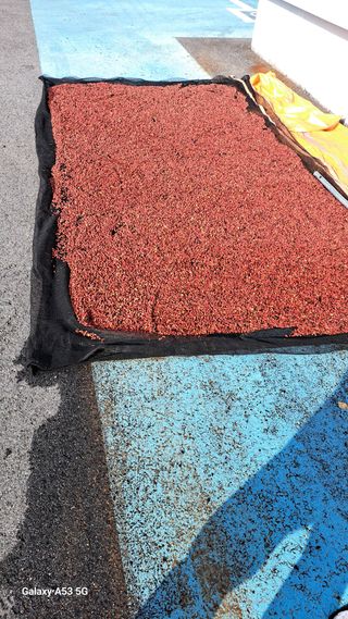 조연만님의 기타작물 · 영농일지 작성글 사진