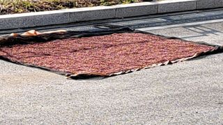 조연만님의 기타작물 · 영농일지 작성글 사진