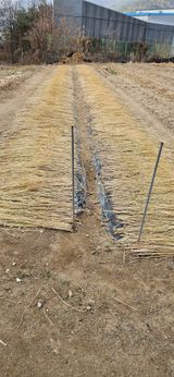 팜모닝 마늘·영농일지 게시글 이미지