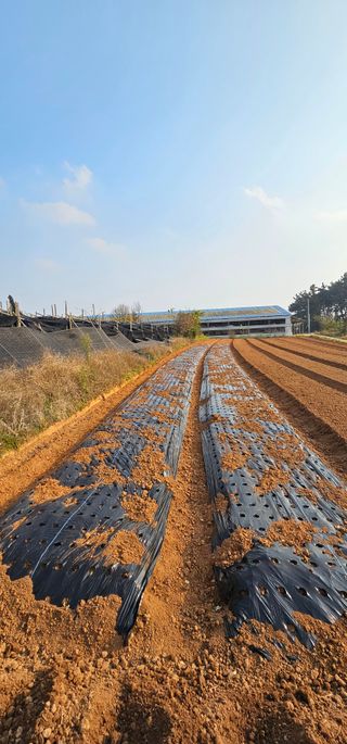 설장구님의 마늘 · 영농일지 작성글 사진