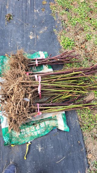 주윤발이님의 딸기 · 영농일지 작성글 사진