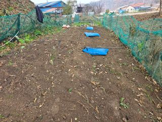 한상훈님의 마늘 · 영농일지 작성글 사진