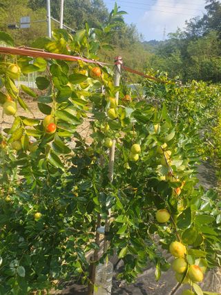 고인명(왕대추)님의 기타작물 · 영농일지 작성글 사진