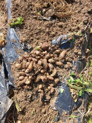 한골머스마님의 기타작물 · 영농일지 작성글 사진