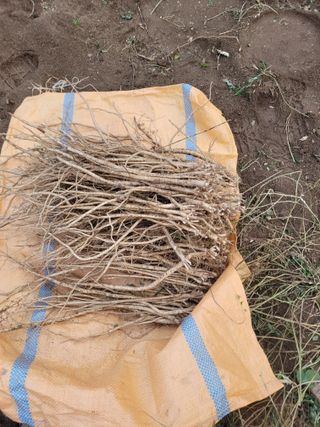 이름유순옥님의 기타작물 · 영농일지 작성글 사진