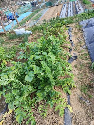 조영기님의 기타작물 · 영농일지 작성글 사진