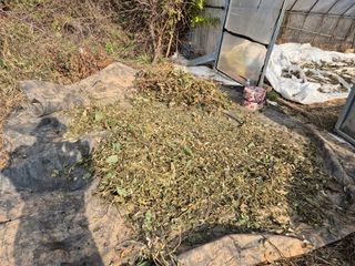 김기철님의 콩 · 영농일지 작성글 사진