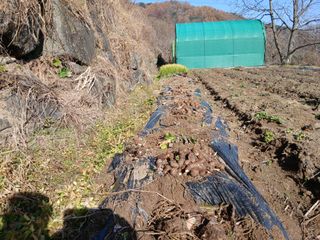 한골머스마님의 기타작물 · 영농일지 작성글 사진