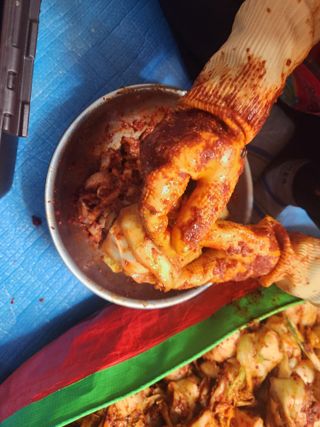 꿀복이농장님의 배추 · 영농일지 작성글 사진