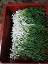 팜모닝 배추·영농일지 게시글 이미지