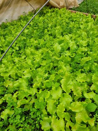 농부우님의 기타작물 · 영농일지 작성글 사진