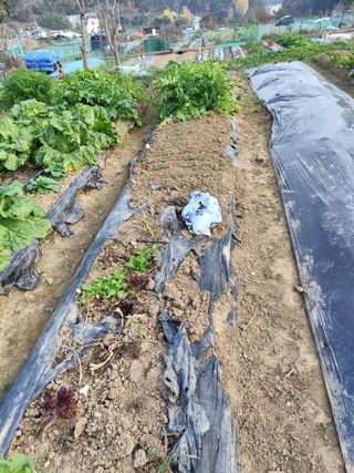 조영기님의 기타작물 · 영농일지 작성글 사진