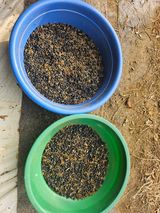 팜모닝 콩·영농일지 게시글 이미지