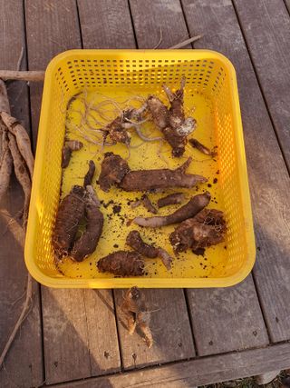 장상영님의 기타작물 · 영농일지 작성글 사진