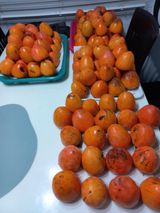 팜모닝 기타작물·영농일지 게시글 이미지