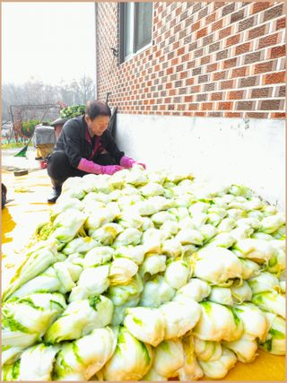 인생은 소풍처럼님의 배추 · 영농일지 작성글 사진