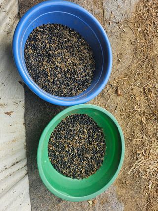 쌍학리 농민님의 콩 · 영농일지 작성글 사진