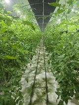 팜모닝 토마토·영농일지 게시글 이미지