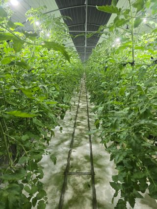 김호진님의 토마토 · 영농일지 작성글 사진