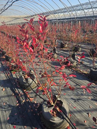 축복농장님의 블루베리 · 영농일지 작성글 사진