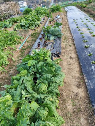 조영기님의 기타작물 · 영농일지 작성글 사진