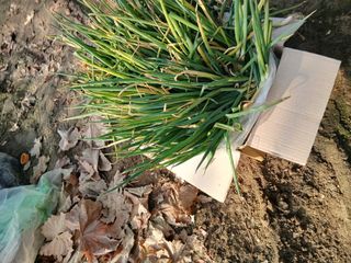 한상숙님의 파 · 영농일지 작성글 사진