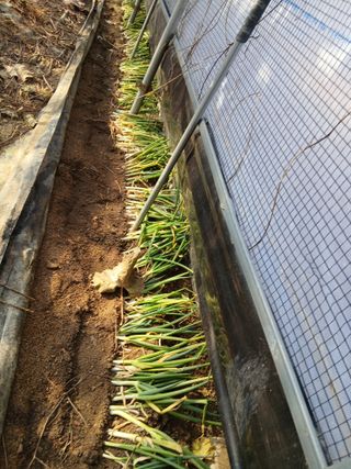 한상숙님의 파 · 영농일지 작성글 사진