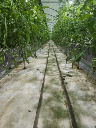 김호진님의 토마토 · 영농일지 작성글 사진