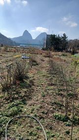 팜모닝 기타작물·영농일지 게시글 이미지