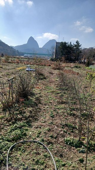 이상철님의 기타작물 · 영농일지 작성글 사진