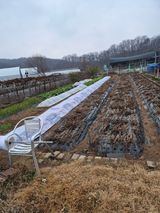 팜모닝 기타작물·영농일지 게시글 이미지