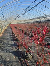 팜모닝 블루베리·영농일지 게시글 이미지