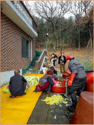 인생은 소풍처럼님의 배추 · 영농일지 작성글 사진