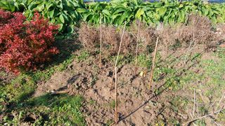 이상철님의 기타작물 · 영농일지 작성글 사진