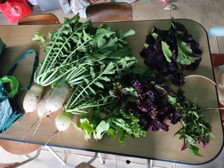 조영기님의 기타작물 · 영농일지 작성글 사진