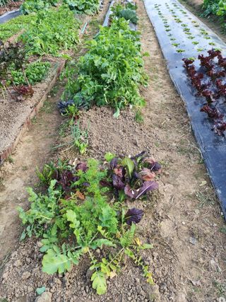 조영기님의 기타작물 · 영농일지 작성글 사진