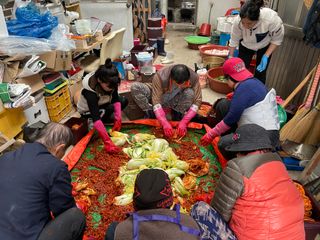 인생은 소풍처럼님의 배추 · 영농일지 작성글 사진