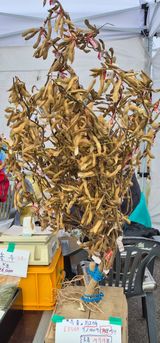 팜모닝 콩·영농일지 게시글 이미지