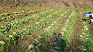 홍광희님의 기타작물 · 영농일지 작성글 사진