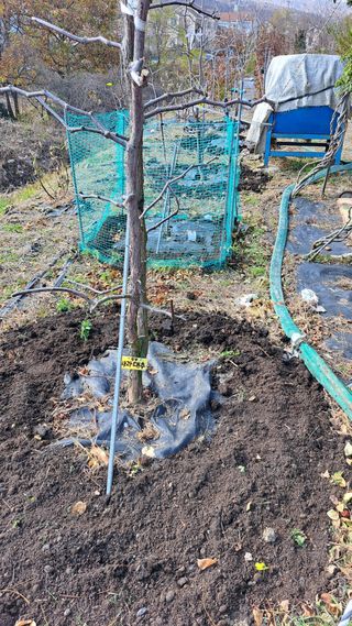 주윤발이님의 감 · 영농일지 작성글 사진