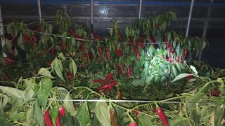 비가오네요님의 고추 · 영농일지 작성글 사진